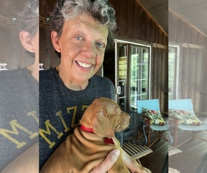 Vizsla Dog for Adoption in COLUMBIA, Missouri USA