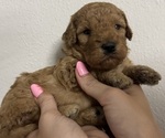 Puppy Euclid Goldendoodle (Miniature)