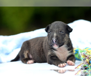 Miniature Bull Terrier Puppy for sale in Kiskoros, Bacs-Kiskun, Hungary