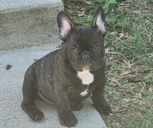 French Bulldog Puppy for sale in CARNEYS POINT, NJ, USA