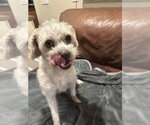 Small #1 Maltipoo (Miniature)