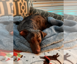 Dachshund Dogs for adoption in Weston, FL, USA