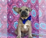 Small Photo #2 French Bulldog Puppy For Sale in LANCASTER, PA, USA