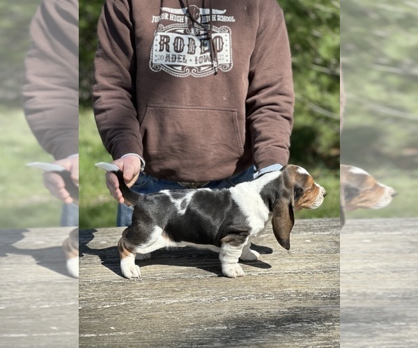 Medium Photo #1 Basset Hound Puppy For Sale in KIRKSVILLE, MO, USA