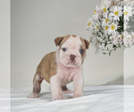 Small Photo #2 English Bulldog Puppy For Sale in BRISTOL, IN, USA