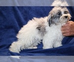 Small #7 ShihPoo