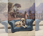 Small #4 Shih Tzu Mix