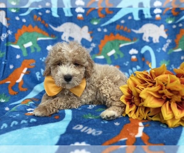 Medium Photo #1 Cock-A-Poo Puppy For Sale in LAKELAND, FL, USA