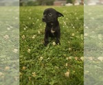 Small #2 Labrador Retriever Mix