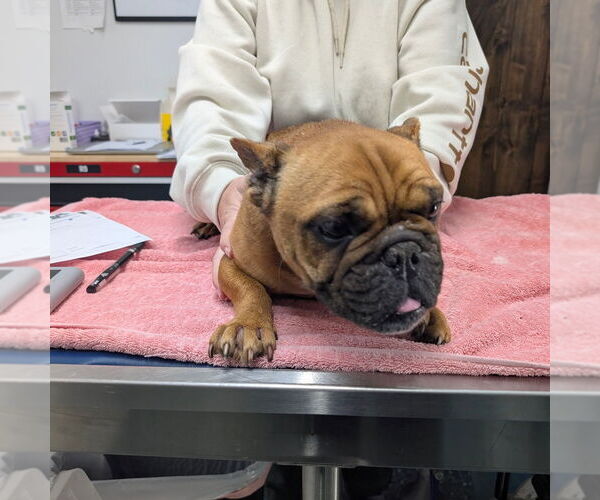 Medium Photo #1 French Bulldog-Unknown Mix Puppy For Sale in Chico, CA, USA