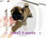 Small Photo #20 Akita Puppy For Sale in BUTLER, PA, USA