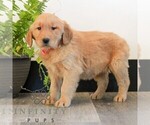 Small #3 Golden Retriever