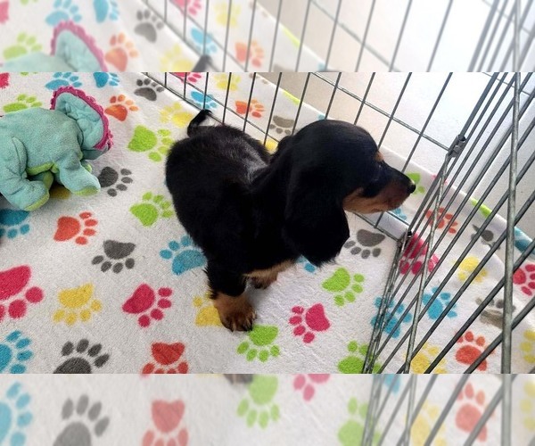 Medium Photo #2 Dachshund Puppy For Sale in ORO VALLEY, AZ, USA