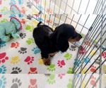 Small #1 Dachshund