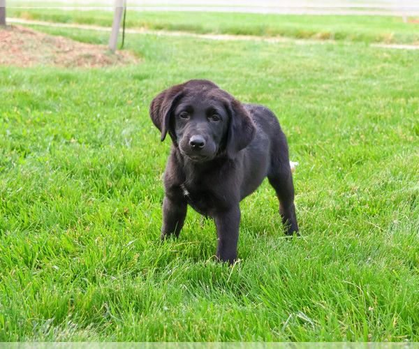 Medium Photo #3 Labrador Retriever Puppy For Sale in SYRACUSE, IN, USA