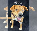 Small #6 Labrador Retriever Mix
