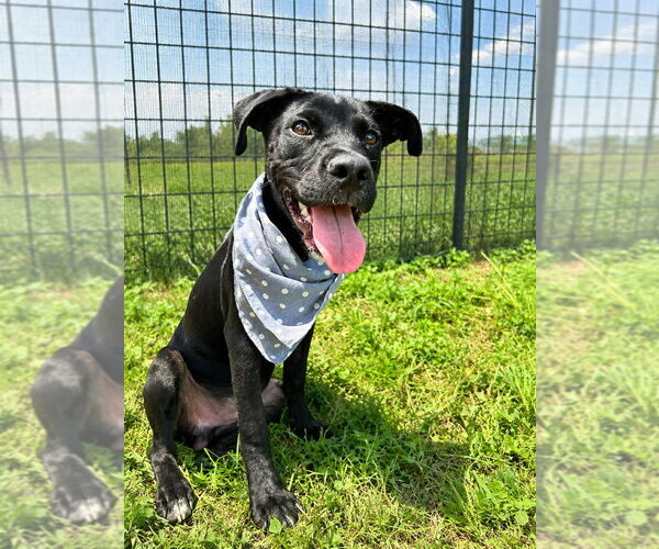 Medium Photo #1 Mutt Puppy For Sale in Abbeville, LA, USA