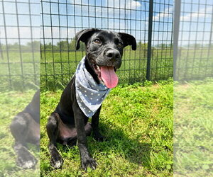 Mutt Dogs for adoption in Abbeville, LA, USA