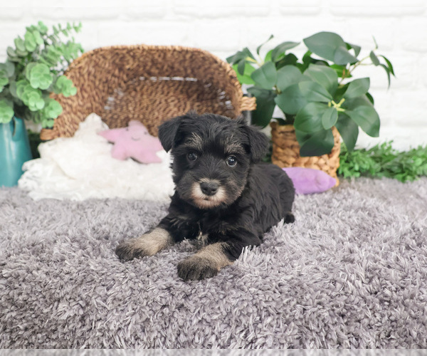 Medium Photo #28 Schnauzer (Miniature) Puppy For Sale in SYRACUSE, IN, USA