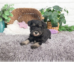 Small #27 Schnauzer (Miniature)