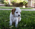 Small Photo #5 Cavapoo Puppy For Sale in ALBUQUERQUE, NM, USA