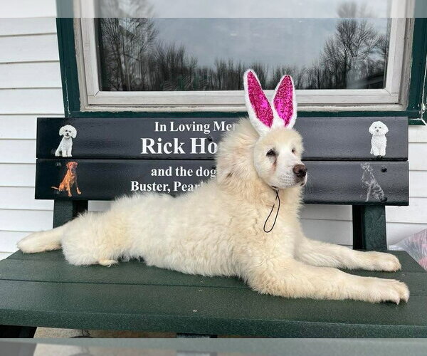 Medium Photo #8 Great Pyrenees Puppy For Sale in Osgood, IN, USA
