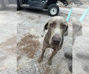 Weimaraner Dogs for adoption in Houston, TX, USA