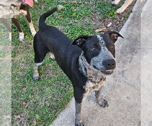 Medium Mutt