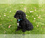 Small Photo #1 Cocker Spaniel-Poodle (Miniature) Mix Puppy For Sale in NAPPANEE, IN, USA