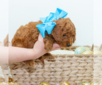 Small Photo #5 Goldendoodle (Miniature) Puppy For Sale in LITTLE ROCK, AR, USA