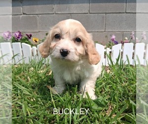 Cavachon Puppy for sale in MOUNT PLEASANT, MI, USA