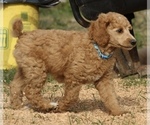 Small Photo #24 Poodle (Standard) Puppy For Sale in GARWOOD, TX, USA