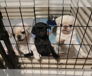 Pug Puppy for sale in KERNERSVILLE, NC, USA