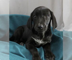 Mutt Dogs for adoption in Mundelein, IL, USA