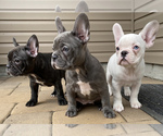 Small Photo #21 French Bulldog Puppy For Sale in KENDALL PARK, NJ, USA