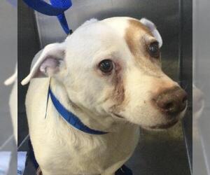 Chihuahua Dogs for adoption in Riverside, CA, USA