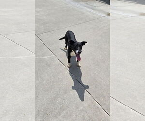 Labrador Retriever-Unknown Mix Dogs for adoption in Maquoketa, IA, USA