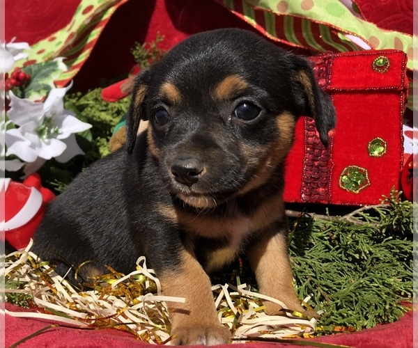 Medium Photo #4 Australian Shepherd-Chihuahua Mix Puppy For Sale in SHERMAN, TX, USA