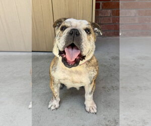 Melon - Female Bulldog Dog for Adoption - Photo #5