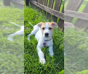 Aussie Pyrenees Dogs for adoption in Genesee, WI, USA