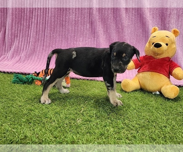 Medium Photo #4 Catahoula Leopard Dog Puppy For Sale in CUMBY, TX, USA