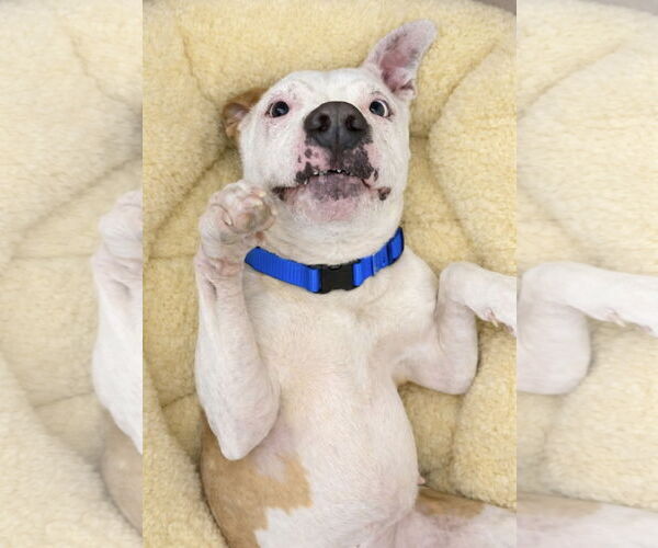 Medium Photo #4 Mutt Puppy For Sale in Euless, TX, USA