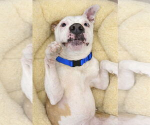 Prairie - Female Mutt Dog for Adoption - Photo #4