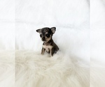 Small #4 Chihuahua