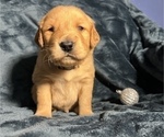 Small Photo #7 Golden Retriever Puppy For Sale in MODESTO, CA, USA