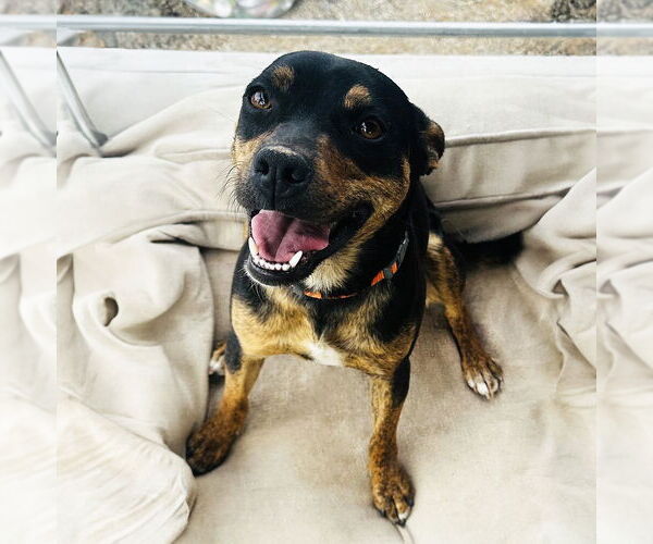 Medium Photo #6 Mutt Puppy For Sale in Albuquerque, NM, USA