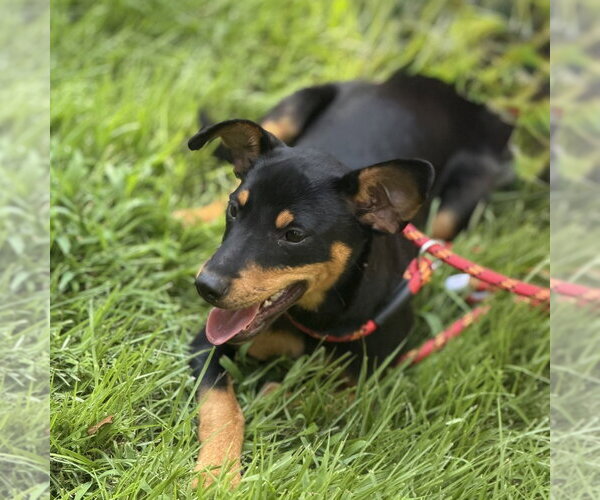 Medium Photo #2 Miniature Pinscher Puppy For Sale in Yardley, PA, USA