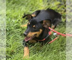 Small #1 Miniature Pinscher