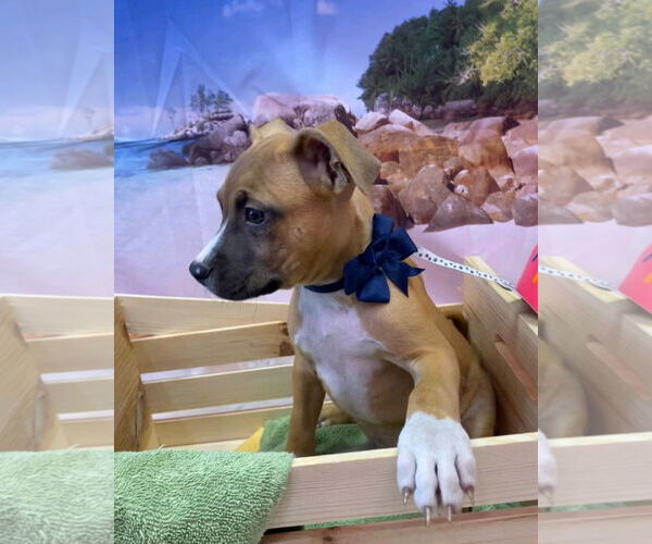 Medium Photo #2 Bullboxer Pit Puppy For Sale in Sanford, FL, USA