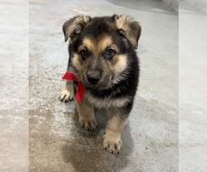 German Shepherd Dog Puppy for sale in BRIGHTON, CO, USA